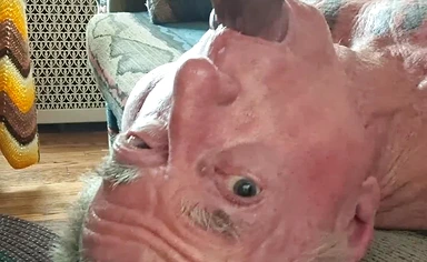 couple Gay Porn